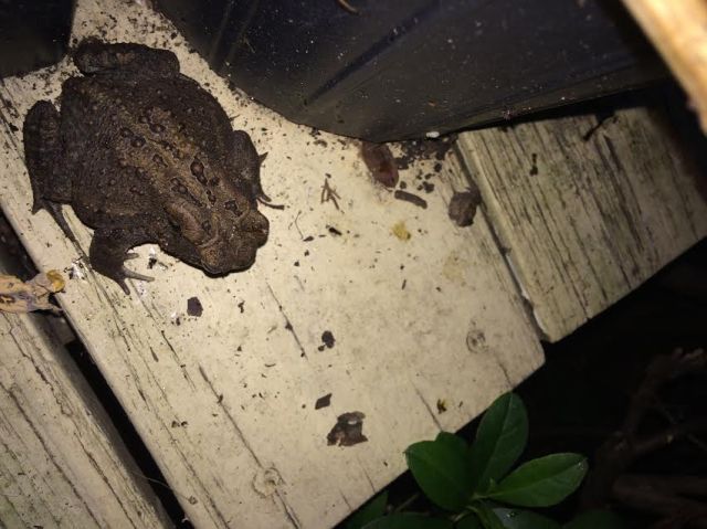 fat-toad
